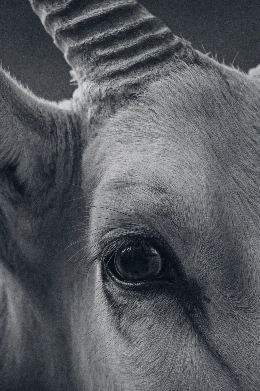 Close study of a wild animal in low light